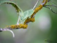 /album/hemiptera/aphis-nerii-jpg/